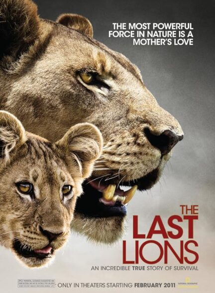 آخرین شیر | The Last Lions