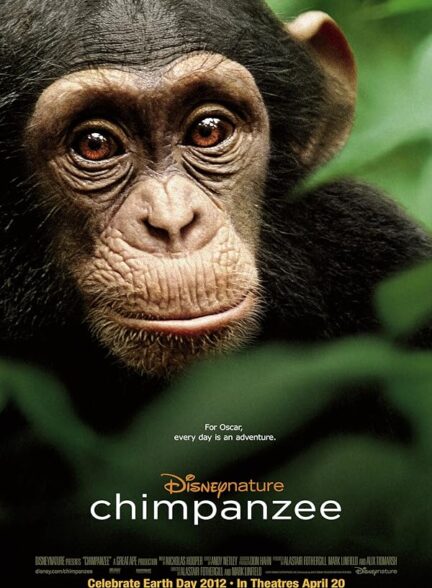شامپانزه | Chimpanzee